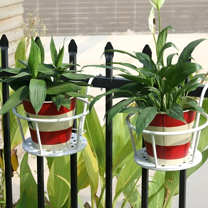 1+2 Gratis GreenSerenity™ Zimmerpflanze