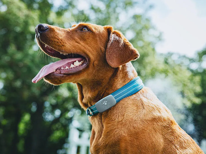 Petivity Smart GPS + Aktivitätstracker für Hunde