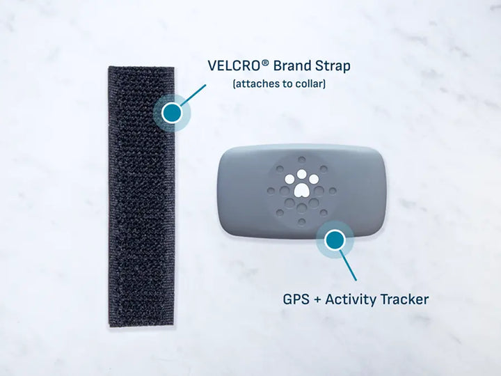 Petivity Smart GPS + Aktivitätstracker für Hunde