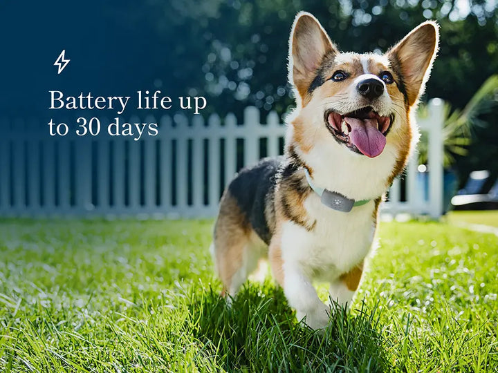 Petivity Smart GPS + Aktivitätstracker für Hunde