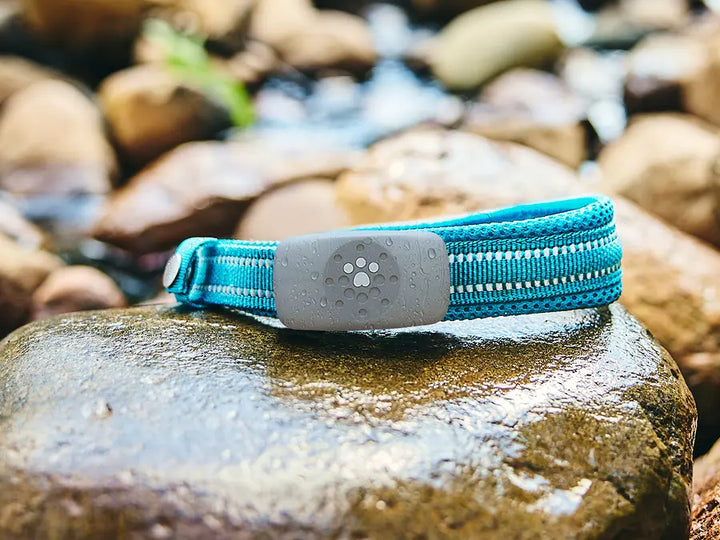 Petivity Smart GPS + Aktivitätstracker für Hunde