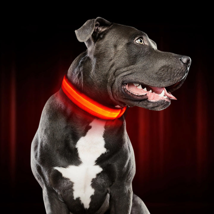 Leuchthalsband für Hunde | LED Hundehalsband | GlowHund